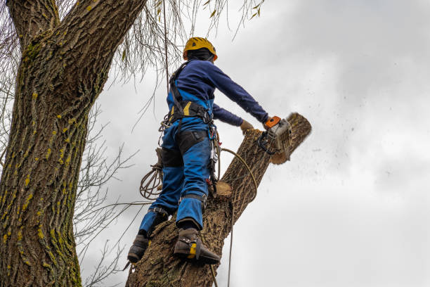  Barre, VT Tree Services Pros